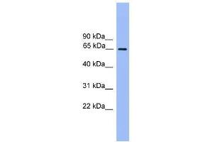 UBQLN2 antibody used at 0. (Ubiquilin 2 antibody  (N-Term))