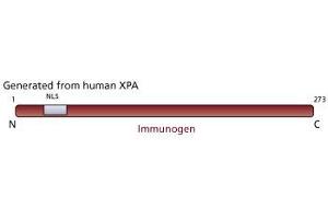 Image no. 1 for anti-Xeroderma Pigmentosum, Complementation Group A (XPA) antibody (ABIN967532) (XPA antibody)
