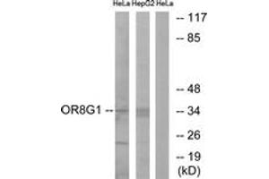 Western blot analysis of extracts from HeLa/HepG2 cells, using OR8G1 Antibody. (OR8G1 antibody  (AA 262-311))