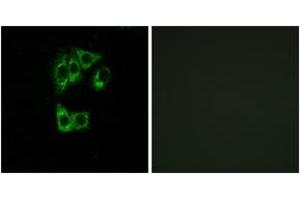 Immunofluorescence (IF) image for anti-GTPase, IMAP Family Member 2 (GIMAP2) (AA 201-250) antibody (ABIN2890360) (GIMAP2 antibody  (AA 201-250))