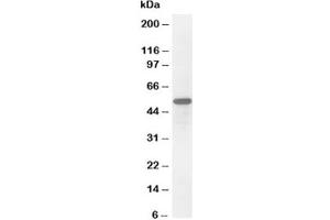 Western blot testing of Secretogranin 3 antibody and HeLa cell lysate (SCG3 antibody  (C-Term))
