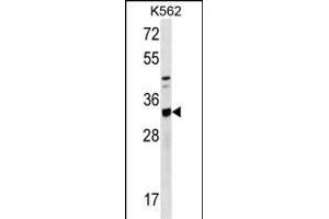 TIPRL Antibody (C-term) (ABIN1536814 and ABIN2849644) western blot analysis in K562 cell line lysates (35 μg/lane). (TIPRL antibody  (C-Term))