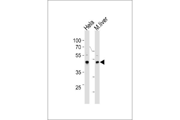 T-Box 6 antibody  (AA 143-172)