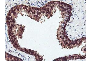 Image no. 1 for anti-Arginyl Aminopeptidase (Aminopeptidase B) (RNPEP) antibody (ABIN1500729) (RNPEP antibody)