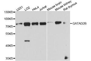 Western blot analysis of extracts of various cell lines, using GATAD2B antibody (ABIN5996152) at 1/1000 dilution. (GATAD2B antibody)