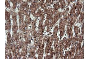 Image no. 1 for anti-Trafficking Protein Particle Complex 4 (TRAPPC4) antibody (ABIN1501265) (TRAPPC4 antibody)