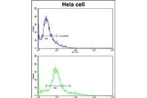 Flow cytometric analysis of hela cells using ACTR3 Antibody (C-term)(bottom histogram) compared to a negative control cell (top histogram).