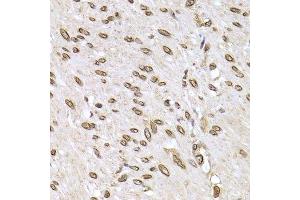 Immunohistochemistry (Paraffin-embedded Sections) (IHC (p)) image for anti-Lamin B2 (LMNB2) (AA 341-620) antibody (ABIN6143268)