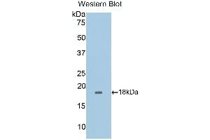 Western Blotting (WB) image for anti-CD40 Ligand (CD40LG) (AA 111-261) antibody (ABIN3209271) (CD40 Ligand antibody  (AA 111-261))