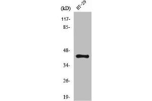 Western Blot analysis of HT29 cells using NPY2-R Polyclonal Antibody (NPY2R antibody  (N-Term))