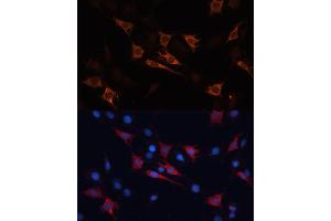 Immunofluorescence analysis of C6 cells using HSP70/HSP Polyclonal Antibody (2948) at dilution of 1:100 (40x lens). (HSP70 1A antibody  (AA 500-600))