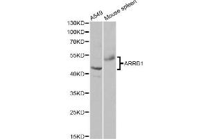 Western blot analysis of extracts of various cell lines, using ARRB1 antibody. (beta Arrestin 1 antibody)