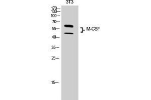 Western Blot analysis of 3T3 cells using M-CSF Polyclonal Antibody.