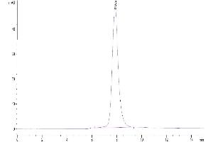 The purity of Human Fc gamma RIIA/CD32a (H167) is greater than 95 % as determined by SEC-HPLC. (FCGR2A Protein (AA 36-218) (His-Avi Tag))