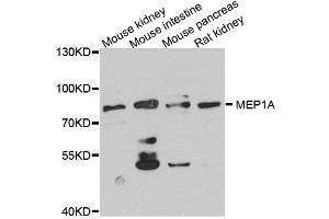 Western blot analysis of extract of various cells, using MEP1A antibody.