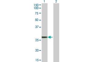 Western Blot analysis of TP53TG1 expression in transfected 293T cell line by TP53TG1 MaxPab polyclonal antibody. (TP53TG1 antibody  (AA 1-90))