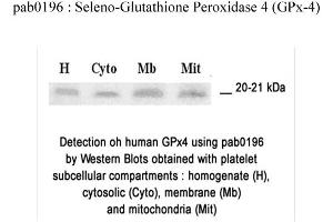 Image no. 1 for anti-Glutathione Peroxidase 4 (GPX4) (N-Term) antibody (ABIN347063) (GPX4 antibody  (N-Term))