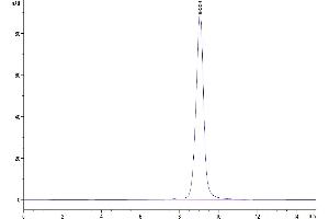 The purity of Mouse c-MPL/Thrombopoietin R is greater than 95 % as determined by SEC-HPLC. (MPL Protein (AA 26-482) (His tag))
