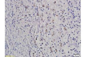 Formalin-fixed and paraffin embedded rat intestine labeled with Anti HOXB8 Polyclonal Antibody, Unconjugated  followed by conjugation to the secondary antibody and DAB staining (HOXB8 antibody  (AA 11-110))