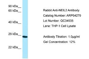 Western Blotting (WB) image for anti-Endonuclease 8-like 2 (NEIL2) (N-Term) antibody (ABIN971254) (NEIL2 antibody  (N-Term))