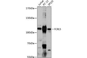 Western blot analysis of extracts of various cell lines, using FCRL5 antibody (ABIN6131547, ABIN6140565, ABIN6140566 and ABIN6217927) at 1:3000 dilution. (FCRL5 antibody  (AA 16-190))