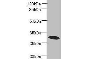 Western blot All lanes: PDCL2 antibody at 4 μg/mL + Rat gonadal tissue Secondary Goat polyclonal to rabbit IgG at 1/10000 dilution Predicted band size: 29 kDa Observed band size: 29 kDa
