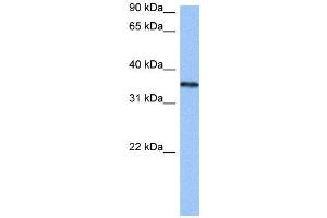 WB Suggested Anti-HNRNPA2B1  Antibody Titration: 0. (HNRNPA2B1 antibody  (N-Term))