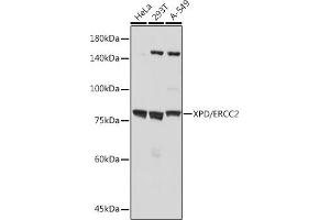 Western blot analysis of extracts of various cell lines, using XPD/ERCC2 antibody (ABIN7267057) at 1:1000 dilution. (ERCC2 antibody)