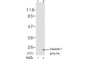 Western blot analysis of extracts from 3T3 cells untreated(lane 1) or treated with H2O2(lane 2) using Caveolin-1(Phospho-Tyr14) Antibody. (Caveolin-1 antibody  (pTyr14))