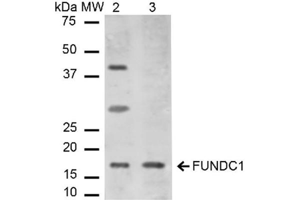 FUNDC1 抗体  (N-Term) (Atto 390)