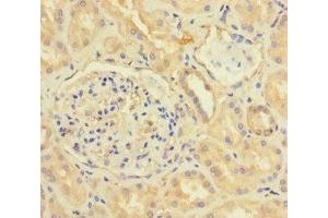Immunohistochemistry of paraffin-embedded human kidney tissue using ABIN7153143 at dilution of 1:100 (CX3CL1 antibody  (AA 25-100))