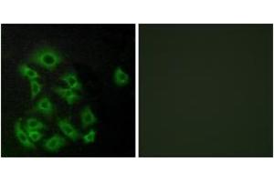 Immunofluorescence analysis of A549 cells, using EDG8 Antibody.