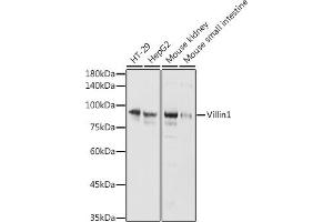 Western blot analysis of extracts of various cell lines, using Villin1 antibody (ABIN6128917, ABIN6150105, ABIN6150106 and ABIN6221164) at 1:1000 dilution. (Villin 1 antibody  (AA 1-350))