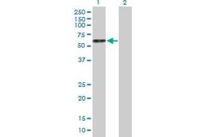 Western Blot analysis of GDF9 expression in transfected 293T cell line by GDF9 MaxPab polyclonal antibody. (GDF9 antibody  (AA 1-454))