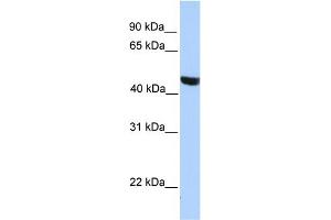 WB Suggested Anti-MSL3L2 Antibody Titration:  0. (MSL3L2 antibody  (Middle Region))