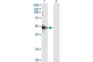 Western Blot analysis of CDC37 expression in transfected 293T cell line by CDC37 monoclonal antibody (M01), clone 3C7. (CDC37 antibody  (AA 1-378))