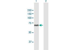 Western Blot analysis of CFHR5 expression in transfected 293T cell line by CFHR5 MaxPab polyclonal antibody. (CFHR5 antibody  (AA 1-569))