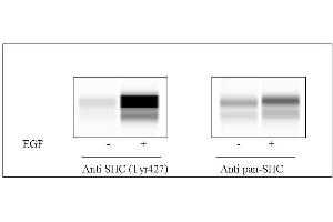 A431 cells were treated or untreated with EGF. (SHC1 ELISA Kit)