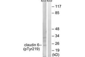 Western blot analysis of extracts from RAW264. (Claudin 6 antibody  (pTyr219))