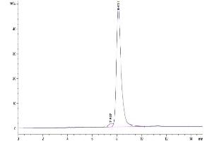 The purity of Cynomolgus/Rhesus macaque DPPIV is greater than 95 % as determined by SEC-HPLC. (DPP4 Protein (AA 29-766) (His tag))