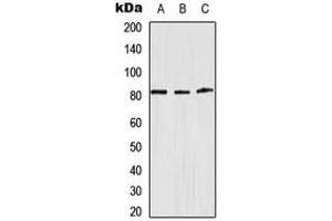 Western blot analysis of Alpha-adducin expression in HeLa (A), Raw264. (alpha Adducin antibody  (Center))