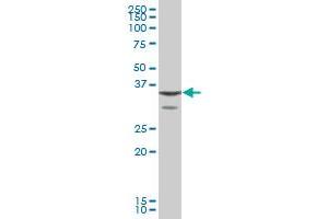 ANXA1 MaxPab polyclonal antibody. (Annexin a1 antibody  (AA 1-346))