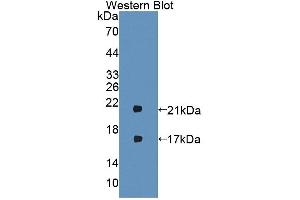 Western blot analysis of the recombinant protein. (IFNB1 antibody  (AA 23-169))