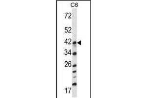 Western blot analysis in C6 cell line lysates (35ug/lane). (MAP2K3 antibody  (AA 132-160))