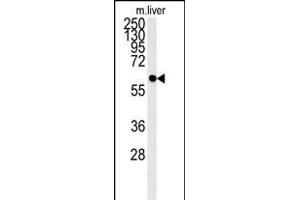 PCYXL Antibody (C-term) (ABIN651800 and ABIN2840404) western blot analysis in mouse liver tissue lysates (15 μg/lane). (PCYOX1L antibody  (C-Term))