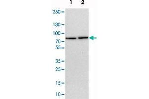 Western blot analysis of cell lysates with TBC1D15 polyclonal antibody  at 1:250-1:500 dilution.