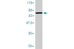 Western Blot detection against Immunogen (67. (CDK9 antibody  (AA 1-372))