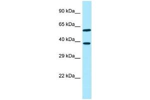 WB Suggested Anti-EIF3I Antibody Titration: 1. (EIF3I antibody  (Middle Region))