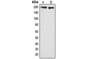 Western blot analysis of GRLF1 (pY1087) expression in HeLa (A), mouse brain (B) whole cell lysates. (GRLF1 antibody  (pTyr1087))