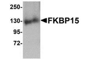 Western blot analysis of FKBP15 in 3T3 cell lysate with AP30338PU-N FKBP15 antibody at 1 μg/ml. (FKBP15 antibody  (N-Term))